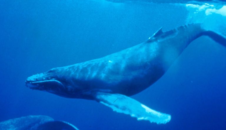 Queer Seas: Humpback Whales Challenge Norms with Homosexual Behavior
