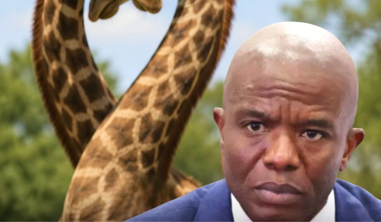 Republican Candidate Says Giraffes Prove People Cannot Be Born Gay
